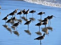 A flock of Whimbrels