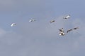 Flock of White or American White Ibis, Eudocimus albus, in flight Royalty Free Stock Photo