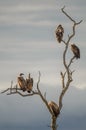 A flock of white-backed vultures gyps africanus perched on the branches of a dead tree Royalty Free Stock Photo