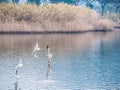 Flock of white birds fly on the lake Royalty Free Stock Photo