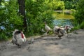 A flock of white and black adults and young turkey hens,  toms and  poults on the shore of the pond. A family of free-range Royalty Free Stock Photo