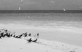 Flock of white and black birds on tropical beach, black and white. Seagulls on white sand beach. Sea birds on incredible shore.