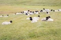 Flock of white black-headed sheep, Suffolk breed, resting in the pasture