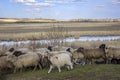 Flock of white and black sheep with cubs running across a green meadow against a background of dry trees, reeds and a river Royalty Free Stock Photo