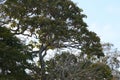 Australian Wildlife Series - Little Corella Cockatoo - Cockatoo - Cacatua sanguinea