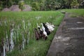 Flock of white and brown geese in green asian field.