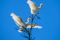 Flock of white cattle egret birds landing on a tree