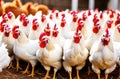 A flock of white chickens with red crests in a farmyard, showcasing poultry farming