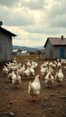 Flock of white chickens roaming on farmyard between rustic wooden barns Royalty Free Stock Photo
