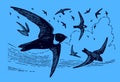 Flock of white-collared swifts streptoprocne zonaris flying in the blue sky