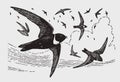 Flock of white-collared swifts streptoprocne zonaris flying in the sky