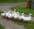 Flock of white domestic ducks Royalty Free Stock Photo