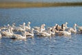 A flock of white Domestic Geese swimming in lake in afternoon, T Royalty Free Stock Photo