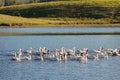 A flock of white Domestic Geese swimming in lake in afternoon, T Royalty Free Stock Photo