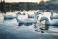 A flock of white Domestic Geese swimming in lake in evening. Domesticated grey goose are poultry used for meat, eggs, down feather Royalty Free Stock Photo