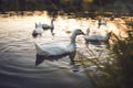 A flock of white Domestic Geese swimming in lake in evening. Domesticated grey goose are poultry used for meat, eggs, down feather Royalty Free Stock Photo