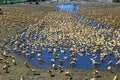 Flock of white duck in a duck farm. Domestic ducks walk around Royalty Free Stock Photo