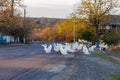 A flock of white ducks are walking down road Royalty Free Stock Photo