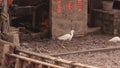 Flock of white egrets feeding at fishing boat