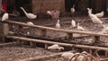 Flock of white egrets feeding at fishing boat