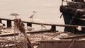 Flock of white egrets feeding at fishing boat