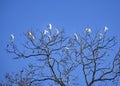 Flock of white egrets in tree Royalty Free Stock Photo