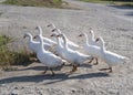 A flock of white farm geese freely walking down a village street