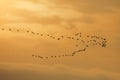 Flock of white-fronted geese Royalty Free Stock Photo
