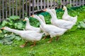 A flock of white geese and ducks with orange beaks hissing and blowing their necks before attacking, walk along the village fence Royalty Free Stock Photo