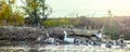 Flock of white geese swimming on water