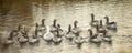 Flock of white geese swimming on water