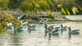 Flock of white geese swimming on water Royalty Free Stock Photo