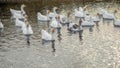 Flock of white geese swimming on water Royalty Free Stock Photo