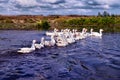 Flock of white geese in a village river with reflections