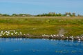 A flock of white geese walk along the shore drink water and wash by the river with water. Royalty Free Stock Photo