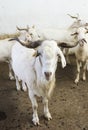 Flock of white goats in milking farm