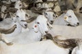 Flock of white goats in milking farm