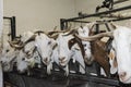 Flock of white goats in milking farm