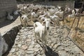 Flock of white goats in milking farm