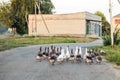 Flock of white and grey domestic geese walking along asphalt road at village or small town Royalty Free Stock Photo