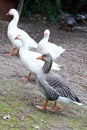 Flock of white grey domestic geese walking in meadow near farmhouse Gray bird Royalty Free Stock Photo