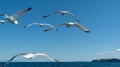 Flock of white gulls flies forward. rear view