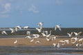 Flock of herons at the beach Royalty Free Stock Photo