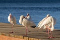 Flock of white Ibis birds on a dock in Key Largo, Florida