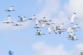 Flock Of White Ibises In The Sky