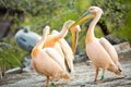 Flock of white pelican