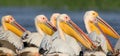 A flock of white pelicans collectively hunts in the waters of the Danube.