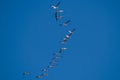 Flock of White Pelicans Flying in a Blue Sky Royalty Free Stock Photo