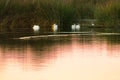 Flock of white pelicans on pond in wetlands with reeds