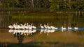 Flock of White Pelicans reflecting in a lagoon in Washington State